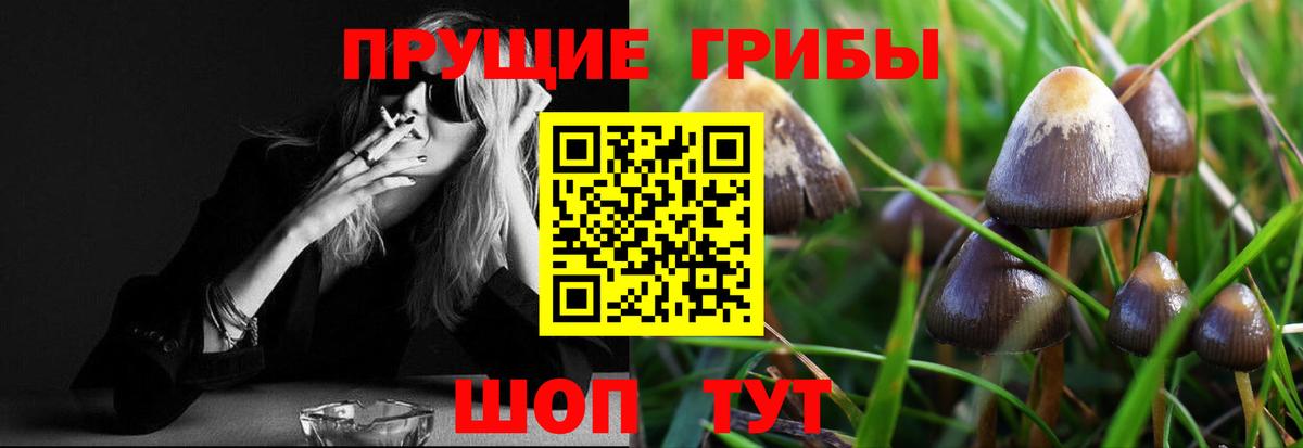 Псилоцибиновые грибы Psilocybe Унеча
